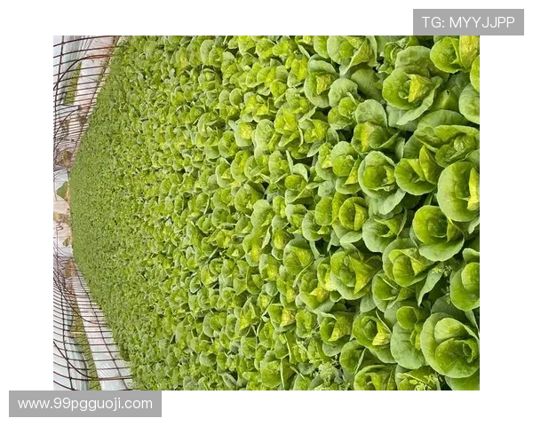 全面解析白菜专区大全：种类、特点与养护技巧